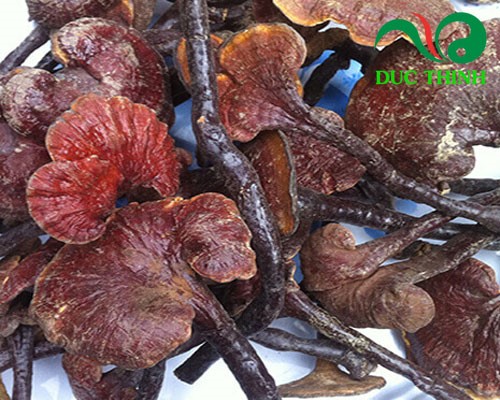 Giá nấm lim xanh