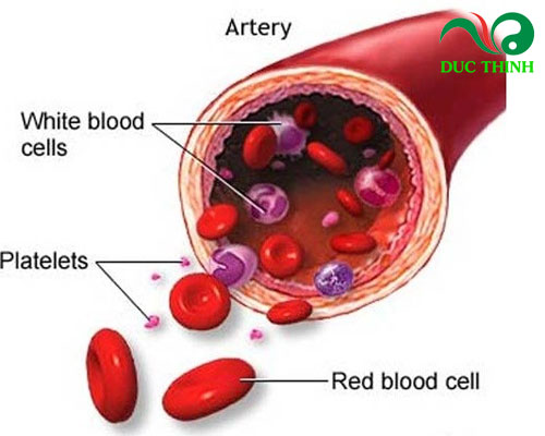 Giảo cổ lam có tác dụng gì?