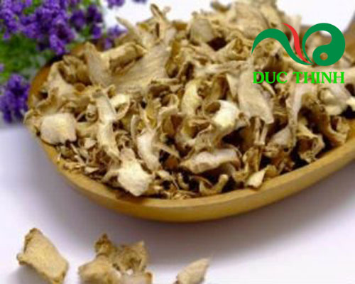 Gừng gió điều trị xơ gan cổ trướng