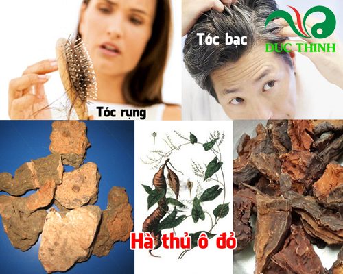 hà thủ ô đỏ