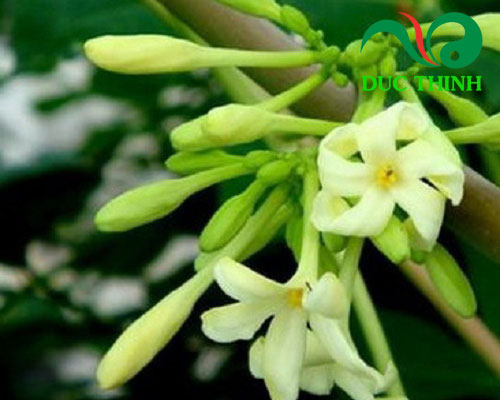 Trị ho bằng hoa đu đủ đực