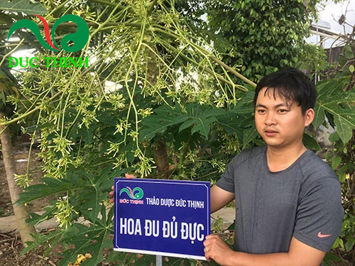 Hoa đu đủ đực tại thảo dược Đức Thịnh