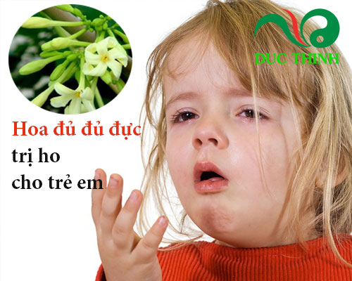 hoa đu đủ đực chữa bệnh gì