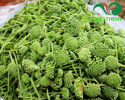 Hoa tam thất non điều trị mỡ máu