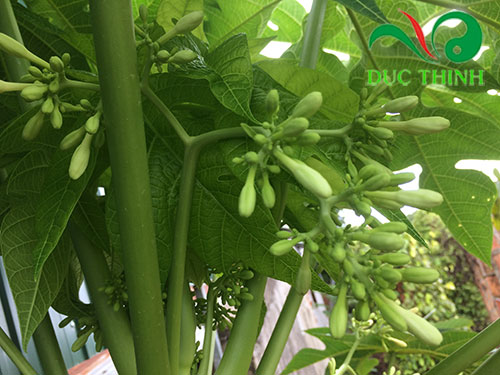Hoa đu đủ đực