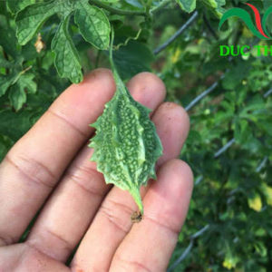 dây khổ qua rừng