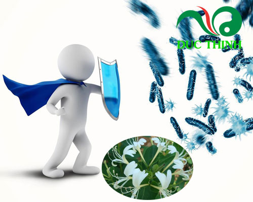 Kim ngân hoa giúp diệt khuẩn 