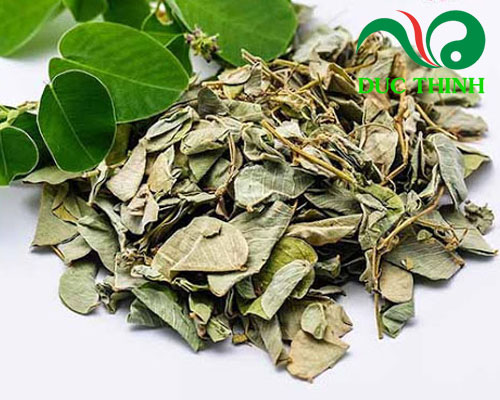 Cây kin tiền thảo