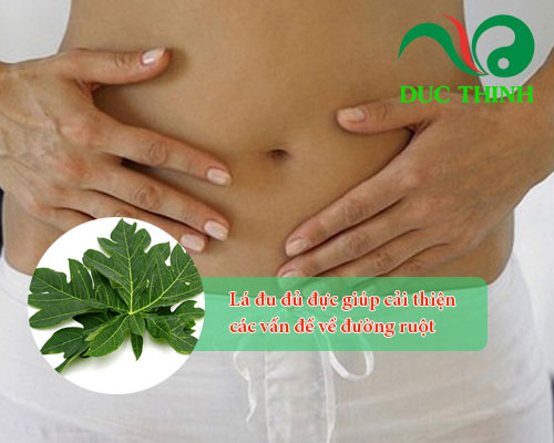 Lá đu đủ đực giúp cải thiện đường ruột 