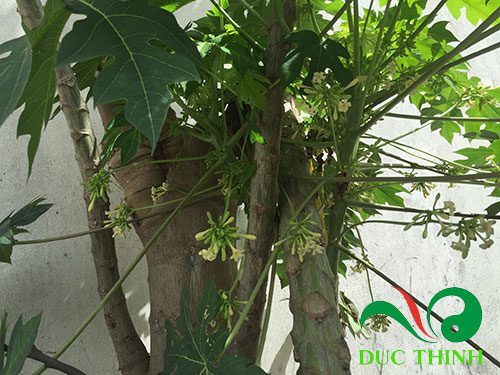 Lá đu đủ đực có chữa viêm dạ dày được không?