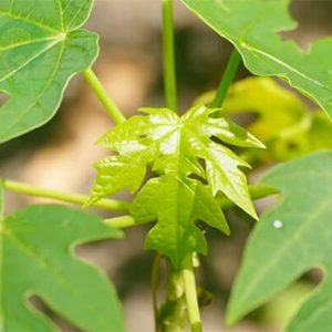 Lá đu đủ đực có tác dụng gì?