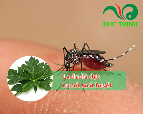 Lá đu đủ đực giúp điều trị sốt xuất huyết 