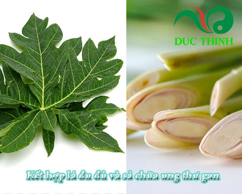 Lá đu đủ đực và sả chữa ung thư gan 