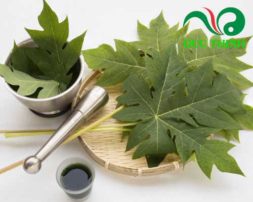 tác dụng của lá đu đủ đực điều trị đường huyết