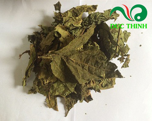 Mua lá đu đủ đực khô tại thảo dược Đức Thịnh