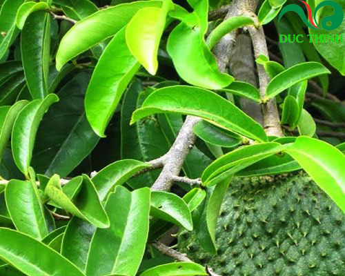 Lá mãng cầu xiêm hỗ trợ điều trị ung thư