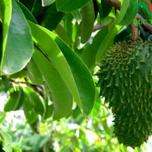 lá mãng cầu xiêm