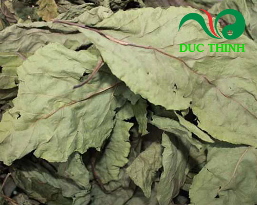 Cách sử dụng lá mật gấu