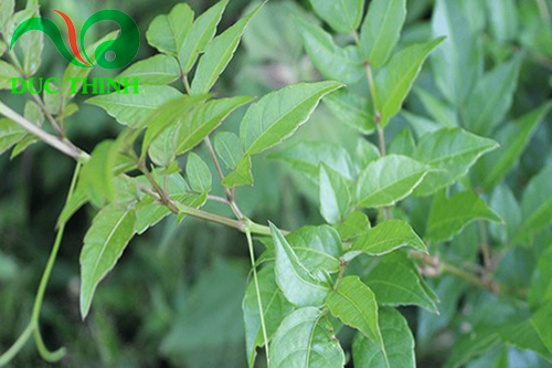 lưu ý khi mua chè dây