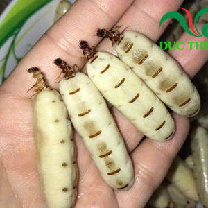 Mối chúa