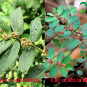 cây cỏ sữa
