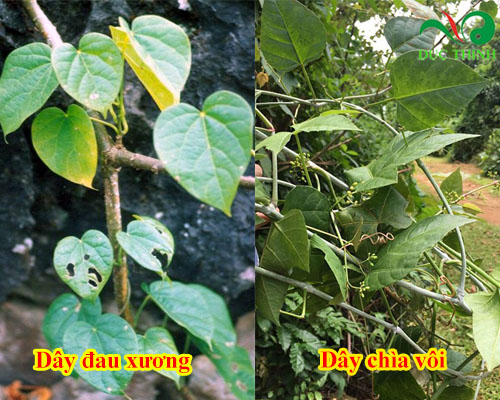 Cách nhận biết cây chìa vôi