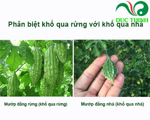 phân biệt khổ qua rừng và khổ qua nhà