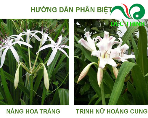 Phân biệt trinh nữa hoàng cung 