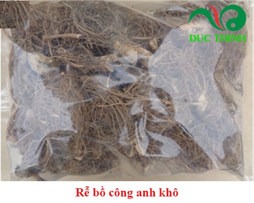 Rễ bồ công anh mua ở đâu