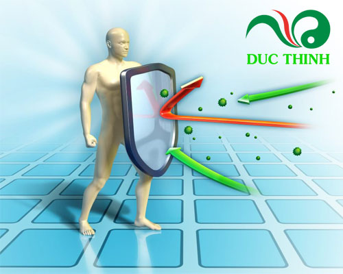 Rễ cây bồ công anh giúp tăng cường hệ miễn dịch 