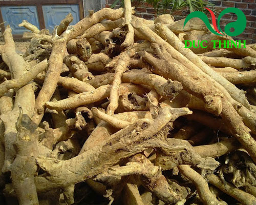 rễ cây mật gấu