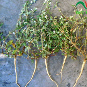 rễ cây nở ngày đất