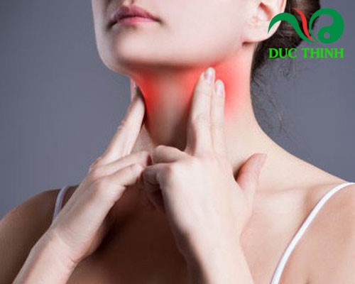 Rễ đinh lăng chữa viêm họng, ho suyễn lâu năm