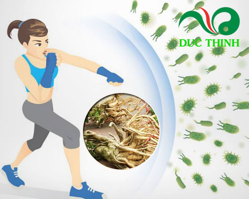 Rượu rễ đinh lăng tăng cường sinh lực 