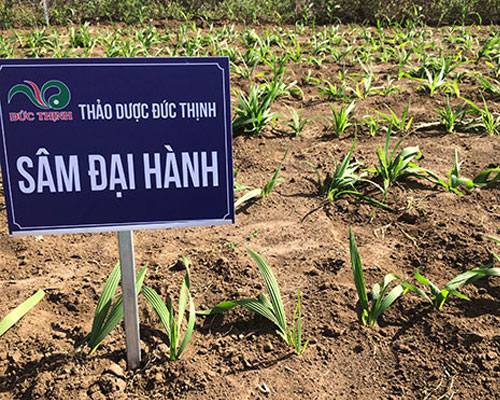 Tác dụng của sâm đại hành