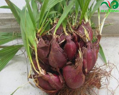 Sâm đại hành có tác dụng gì?