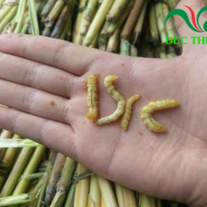 sâu chít điện biên