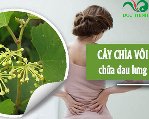 Cách sử dụng cây chìa vôi