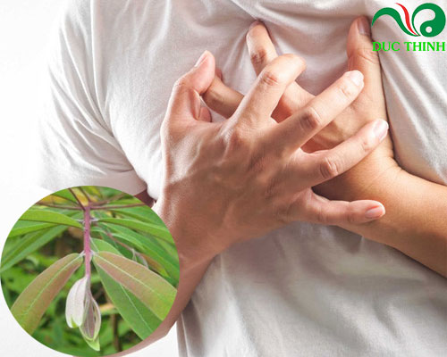 Cây đỏ ngọn hỗ trợ điều trị tim mạch hiệu quả