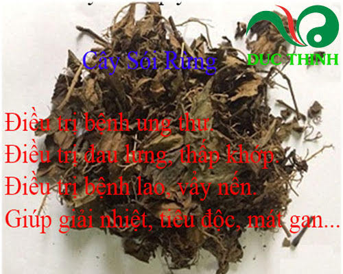 Cây sói rừng hỗ trợ đau nhức xương khớp