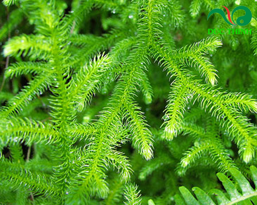 Tác dụng của cây thông đất