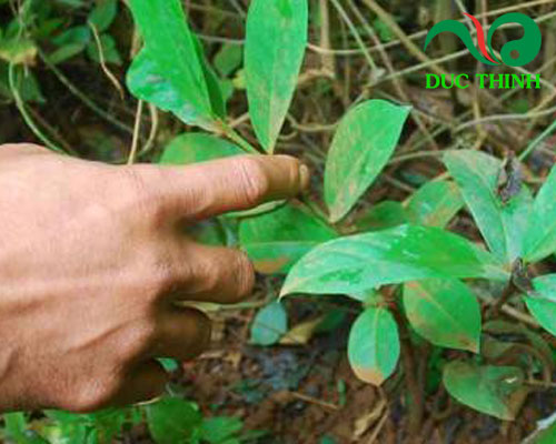 Cách phân biệt cây tơm Trơng thật và giả