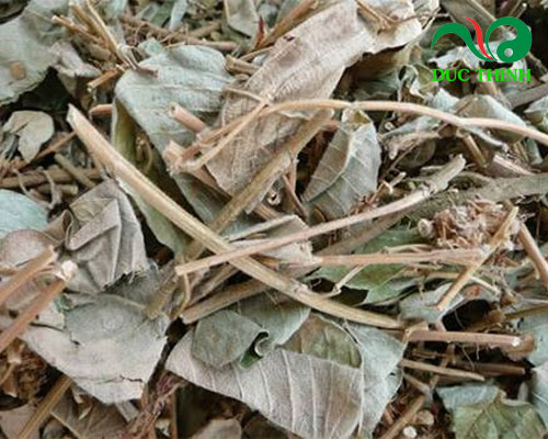 cách sử dụng kim tiền thảo trị sỏi thận