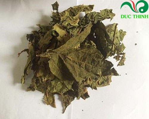 uống nước lá đu đủ đực có tác dụng gì