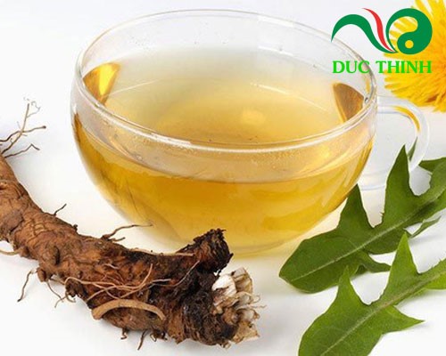 Rễ bồ công anh chữa bệnh gì
