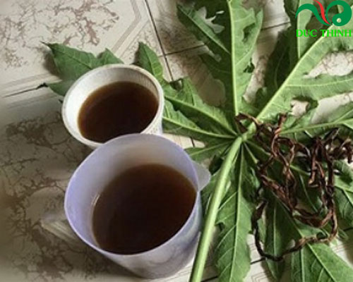 uống nước lá đu đủ đực có tác dụng gì