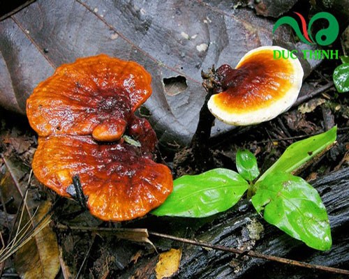 tác dụng nấm lim xanh