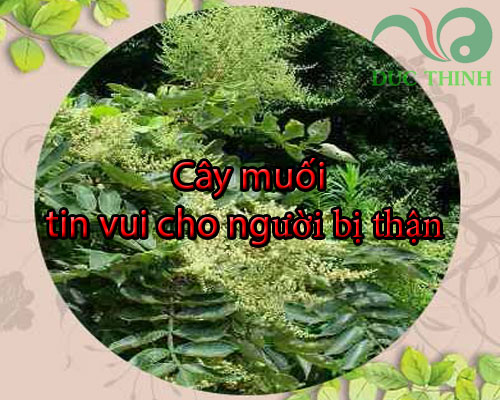 tac_dung_cua_cay_muoi