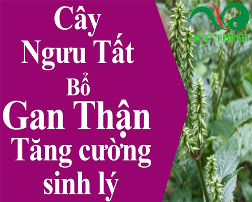 tac_dung_cua_cay_nguu_tat
