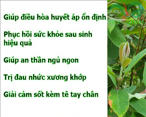 tac_dung_cua_cay_thanh_nganh